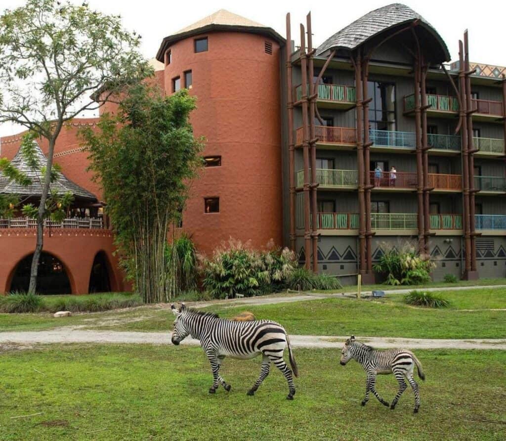 baby-zebra-animal-kingdom-lodge