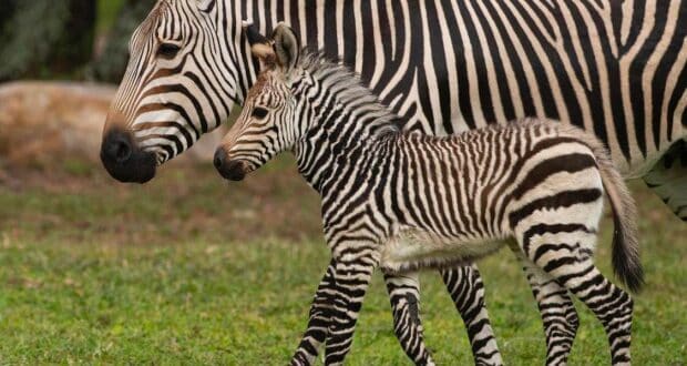 zebra-animal-kingdom-safari
