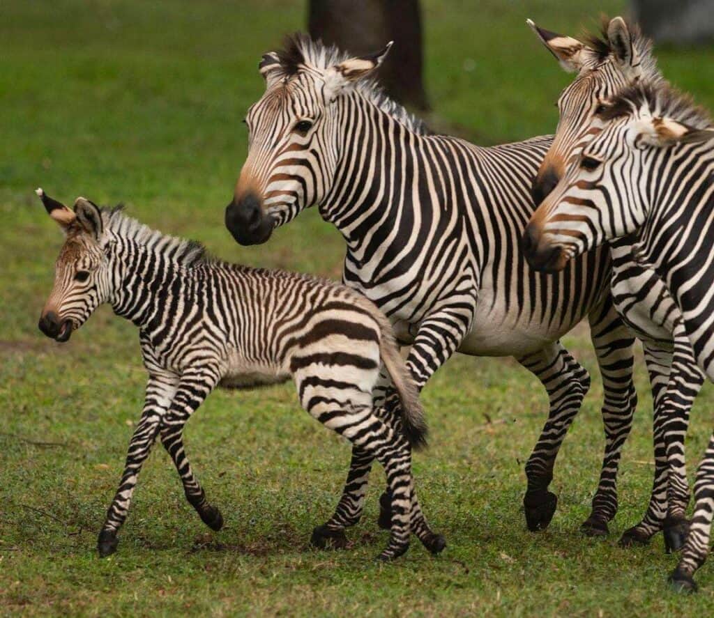 Three adult zebras and a zebra foal roam together across the lush green savanna at Disney’s Animal Kingdom Lodge, bringing the excitement and magic of an African safari to your Walt Disney World vacation.