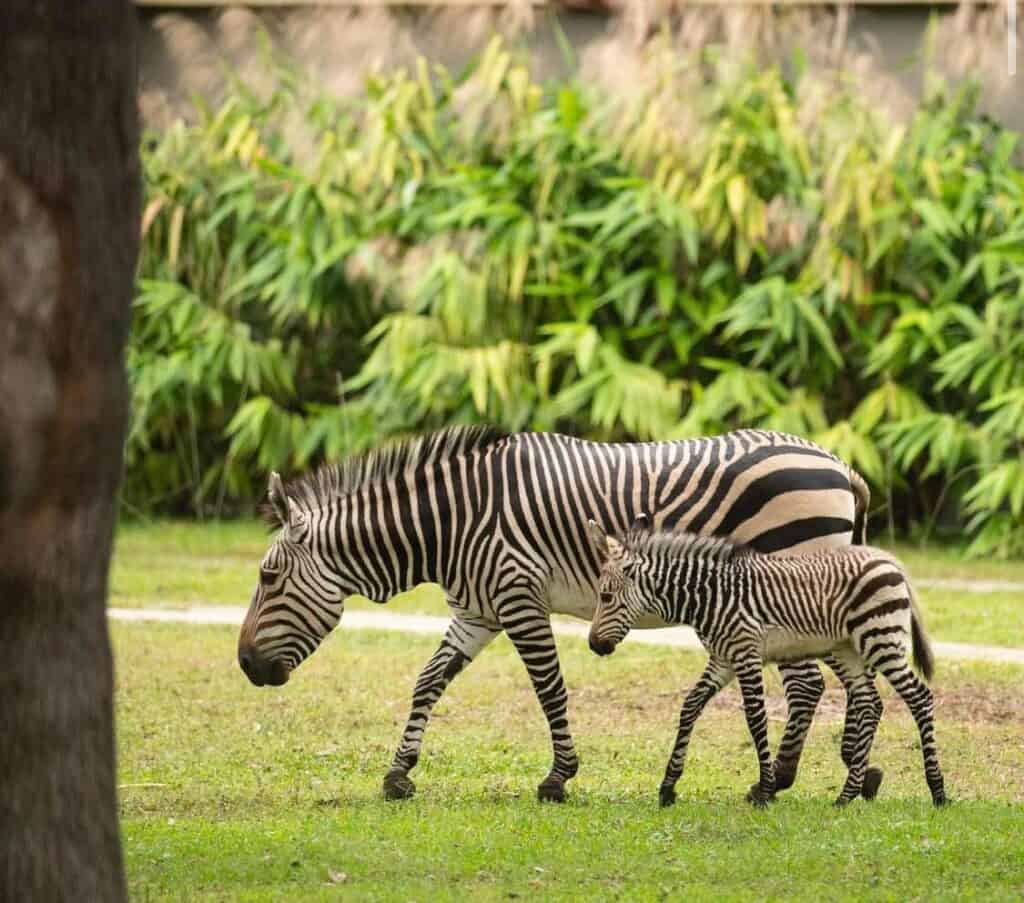 A zebra and her playful foal stroll across the savanna at Disney’s Animal Kingdom Lodge, surrounded by lush greenery that makes you feel like you’re on a real safari adventure.