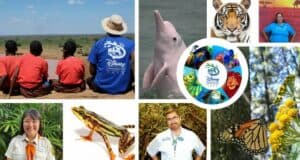 Vibrant collage featuring families, favorite Disney animal friends like Simba and Abu, colorful butterflies and frogs, iconic Disney logo, beloved animated characters, and a tribute to the Disney Conservation Fund’s efforts in wildlife preservation—capturing the magic of Disney parks and commitment to nature.