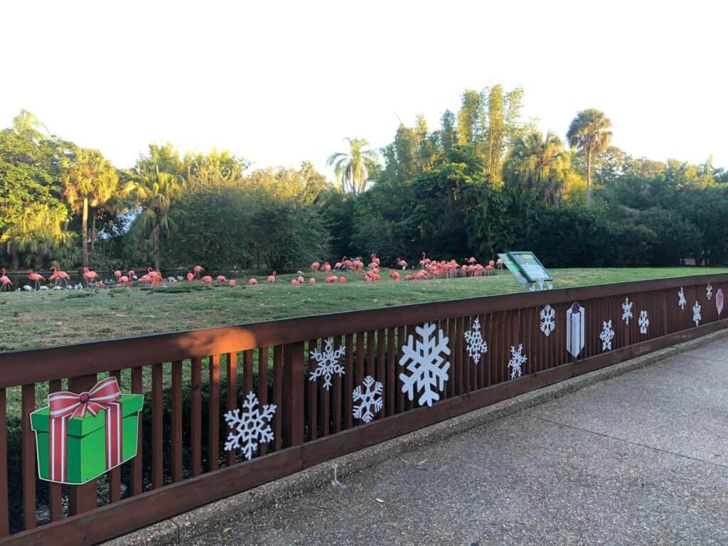 Flamingos gather on the grass at Busch Gardens, set behind a festive fence adorned with snowflakes and a gift box, creating a vibrant holiday atmosphere reminiscent of Christmas Town’s charming seasonal decorations.