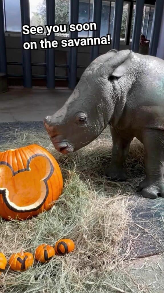 Mylo the baby rhino celebrates his two-month milestone at the zoo, posing next to a pumpkin and festive hay; a cheerful sign says, "See you soon on the savanna!.