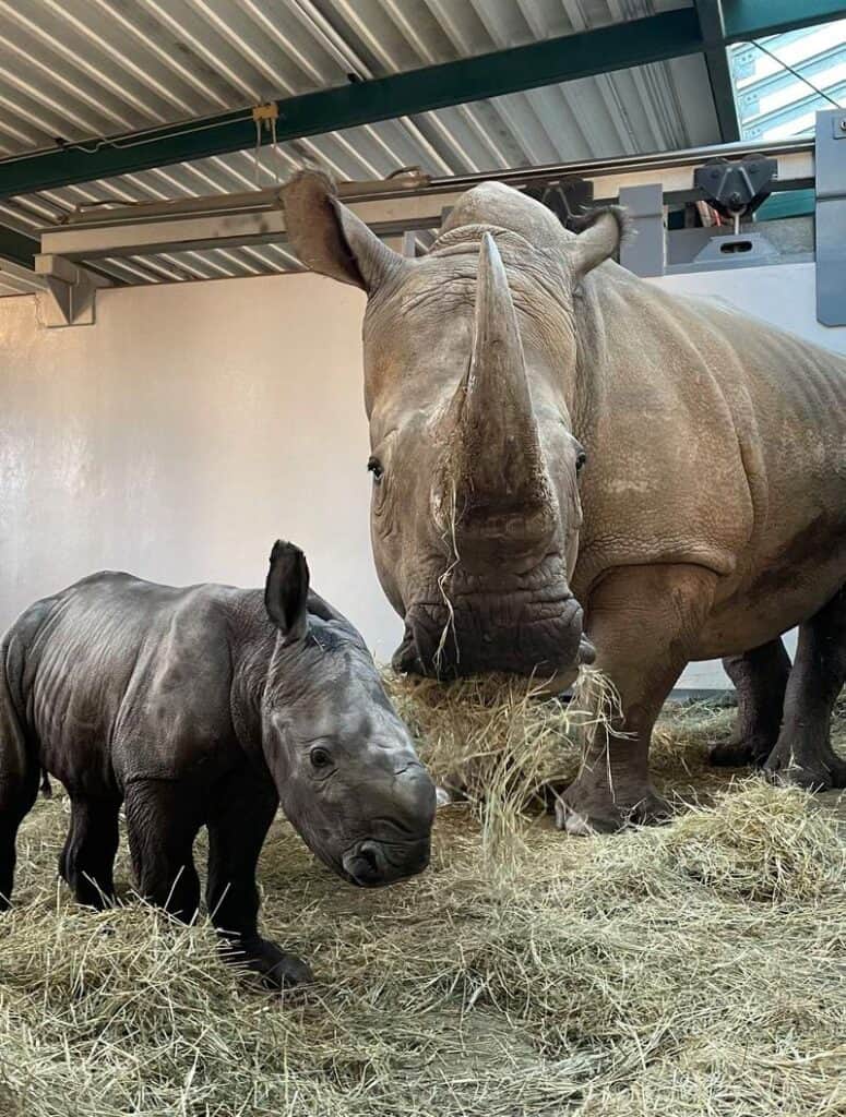 At Disney’s Animal Kingdom, a heartwarming scene unfolds indoors as a mother rhinoceros enjoys hay beside her adorable newborn calf, nestled together on straw just after a magical rhino birth experience.