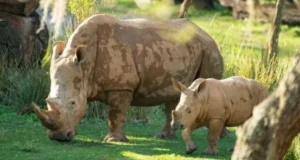 A majestic rhinoceros and her playful calf celebrate Mylo’s two-month birthday amid lush greenery and trees at the park, creating a memorable moment for guests surrounded by nature’s wonders.