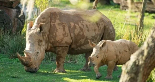 A majestic rhinoceros and her playful calf celebrate Mylo’s two-month birthday amid lush greenery and trees at the park, creating a memorable moment for guests surrounded by nature’s wonders.