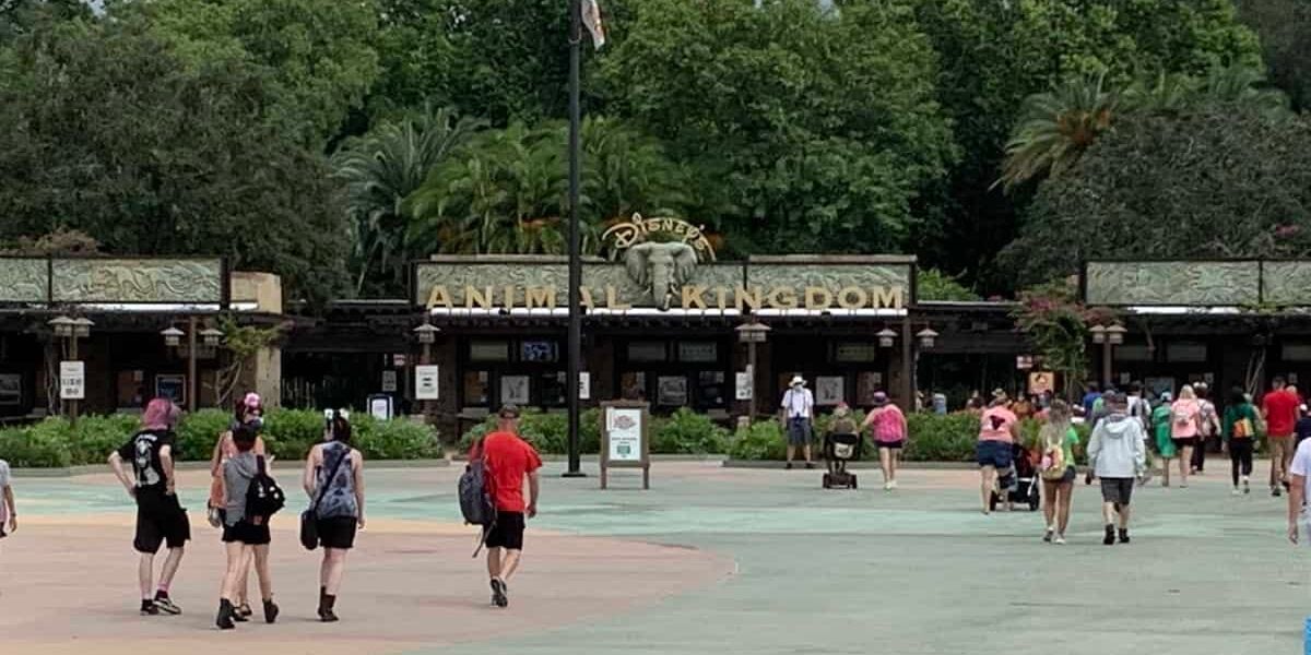 People walk toward the entrance of Disney’s Animal Kingdom, with the park sign and lush greenery visible in the background. The scene is lively with groups and families heading inside.