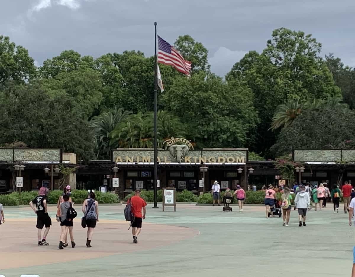 People walk toward the entrance of Disney’s Animal Kingdom, with the park sign and lush greenery visible in the background. The scene is lively with groups and families heading inside.