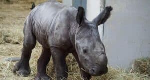 A baby rhino stands on a bed of straw near a wall, glancing to the side—capturing the enchanting spirit of Disney’s Animal Kingdom, where each precious rhino calf is welcomed as an exciting new addition and a hopeful milestone in the park’s ongoing conservation story.