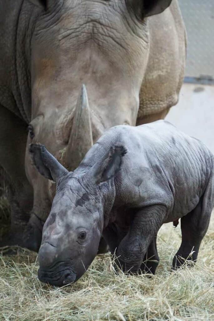 A charming sight at Disney’s Animal Kingdom: a baby rhino poses on a bed of hay in front of an adult rhino, both looking straight at the camera for an unforgettable wildlife encounter.