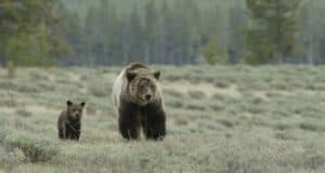 A grizzly bear and its cub stroll side by side across a lush field surrounded by trees, capturing a magical moment that could easily be the highlight of an animal encounter at a top family adventure park—just the kind of heartwarming spectacle perfect for your holiday entertainment plans.