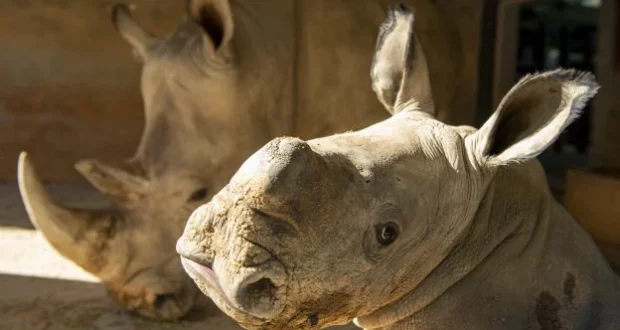 The Animal Kingdom’s newest baby rhino stays close to an adult rhino, both enjoying the sunshine in their enclosure at Disney’s Animal Kingdom.