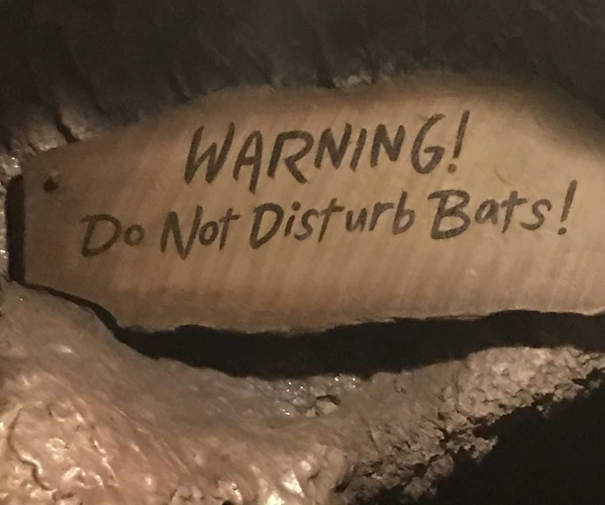 A sign that reads "warning! do not disturb bats!"