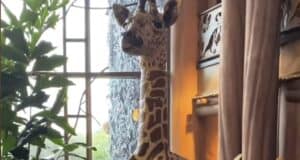 gingeraffe-animal-kingdom-lodge
