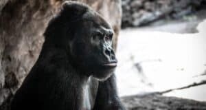 A majestic gorilla statue at the adventure park sits in profile, gazing into the distance amid rugged rock formations and illuminated by theatrical, soft lighting.