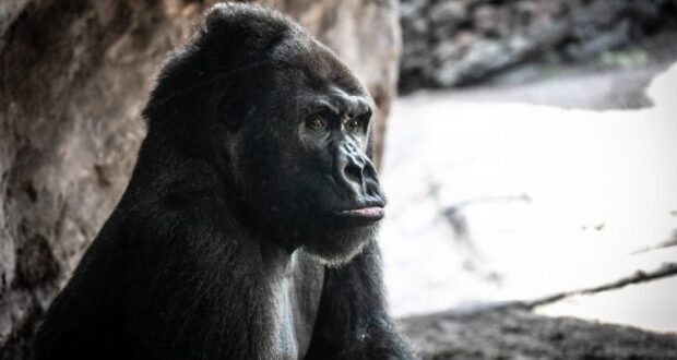 A majestic gorilla statue at the adventure park sits in profile, gazing into the distance amid rugged rock formations and illuminated by theatrical, soft lighting.