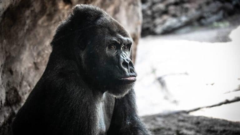 A majestic gorilla statue at the adventure park sits in profile, gazing into the distance amid rugged rock formations and illuminated by theatrical, soft lighting.