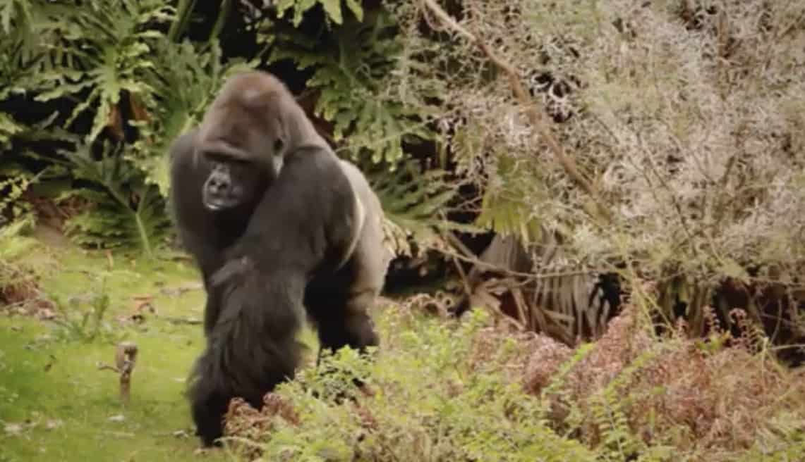 Gino the gorilla stands alert amidst vibrant plants and lush greenery, taking in the festive ambiance of his birthday celebration at the park.