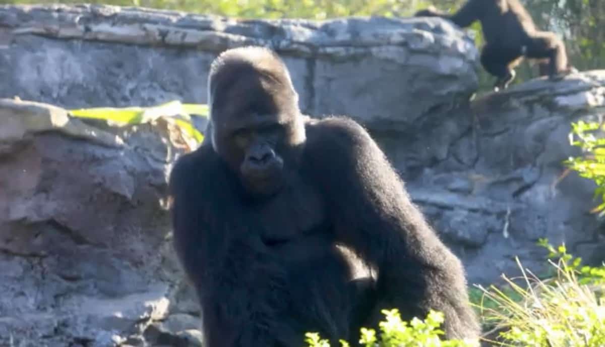 Gino the gorilla relaxes on a rock at the habitat, with another gorilla in the background surrounded by lush greenery and stone walls, as guests gather to celebrate Gino's Birthday at the zoo.