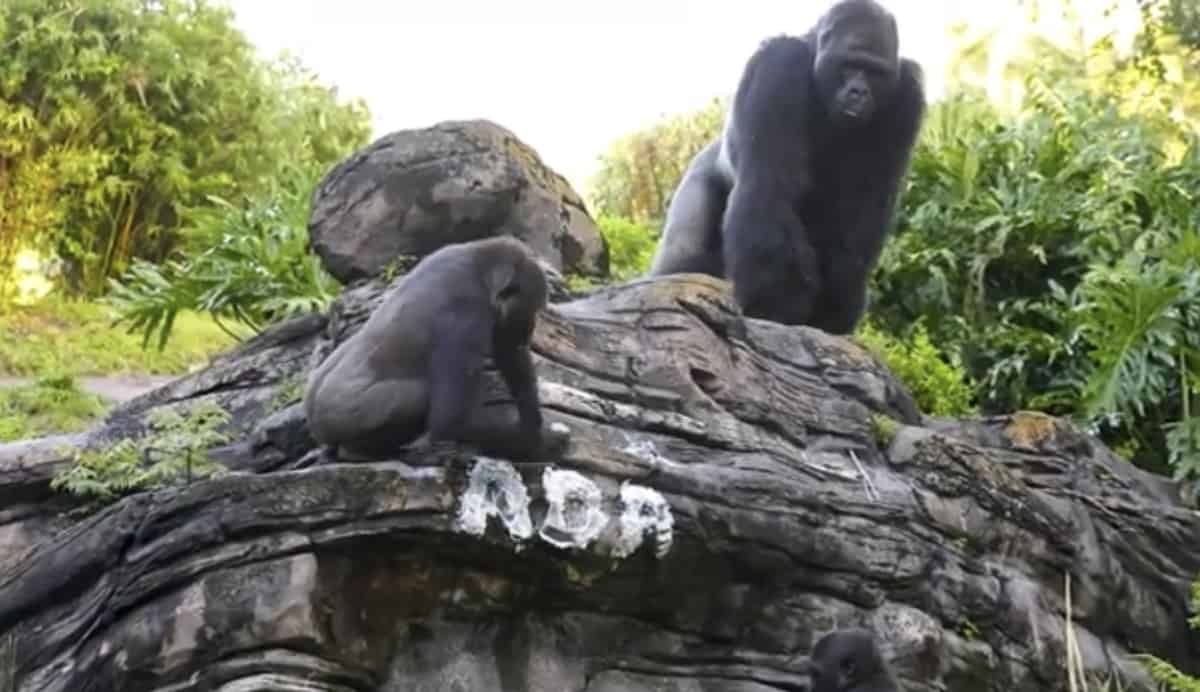 Gorillas from the zoo’s ADA habitat gather on a rock emblazoned with “ADA” amid lush greenery, joining in the lively festivities for Gino’s Birthday.