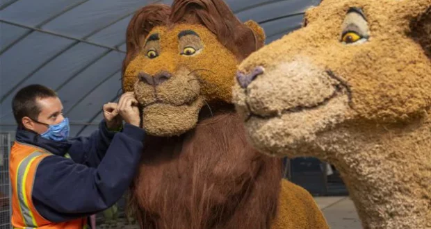 A massive Lion King statue gets a final touch inside the greenhouse at EPCOT International Flower & Garden Festival, with Simba standing proudly in front.