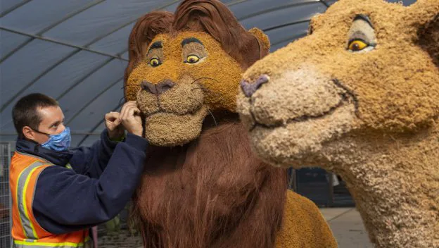 A massive Lion King statue gets a final touch inside the greenhouse at EPCOT International Flower & Garden Festival, with Simba standing proudly in front.