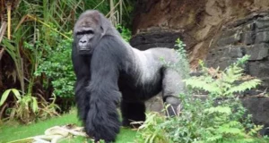 Gino the beloved gorilla poses regally on his grassy habitat at Disney’s Animal Kingdom, surrounded by lush bushes and rocky terrain. With a thoughtful gaze capturing the spirit of his 41st birthday, Gino’s serious expression makes this celebration truly unforgettable. Happy Birthday, Gino!.