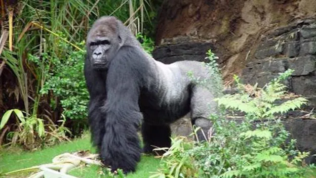 Gino the beloved gorilla poses regally on his grassy habitat at Disney’s Animal Kingdom, surrounded by lush bushes and rocky terrain. With a thoughtful gaze capturing the spirit of his 41st birthday, Gino’s serious expression makes this celebration truly unforgettable. Happy Birthday, Gino!.
