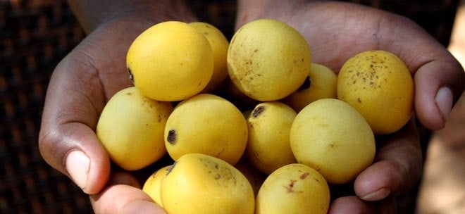 boma-marula-fruit-africa