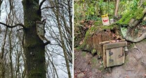 pooh-forest-hundred-acre-wood
