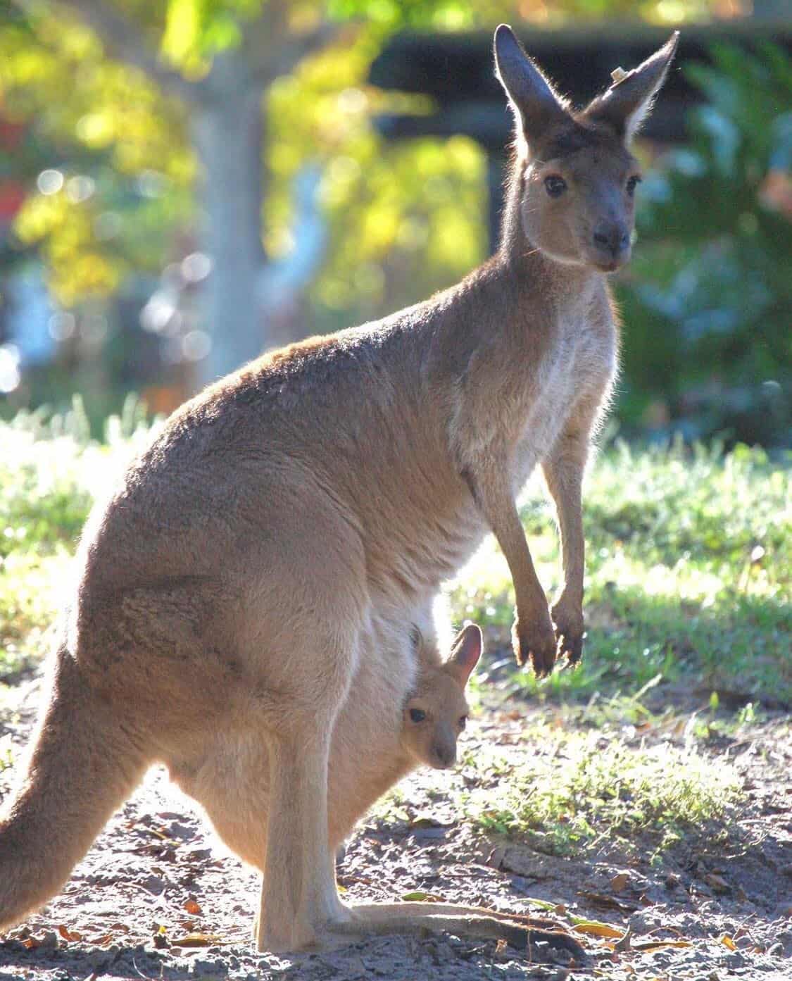 Catch a glimpse of a charming kangaroo and her joey enjoying the sunshine on the grassy plains at Disney’s Animal Kingdom—just one of the unforgettable wildlife encounters waiting for you in the park.