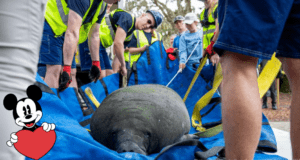 Disney team members in bright vests carefully transport a manatee on a blue tarp, while a corner graphic featuring Mickey Mouse celebrates Disney Conservation's role in helping rescue and return manatees to their natural habitats.