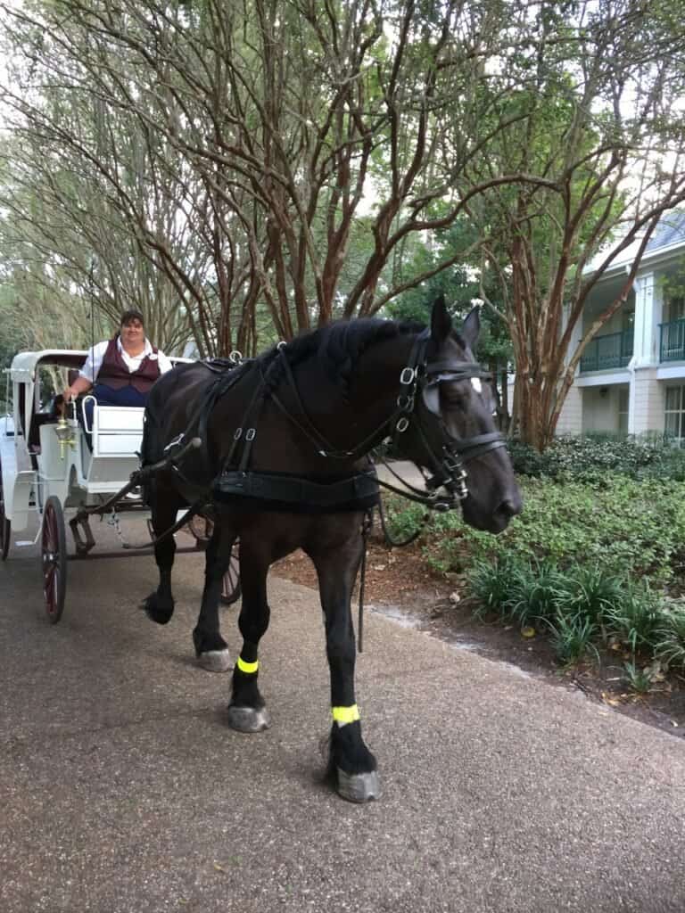 A majestic black horse leads a charming white carriage with a driver down a picturesque, tree-lined path near the enchanting Southern-style buildings of Disney’s Port Orleans Resort – Riverside.