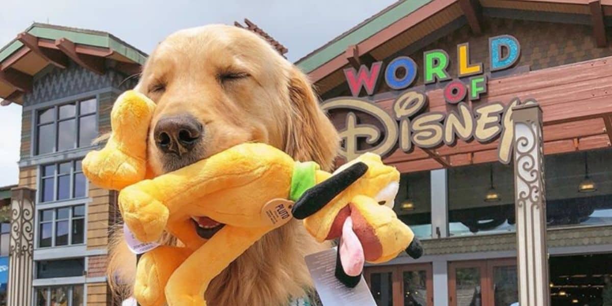 dog-disney-world