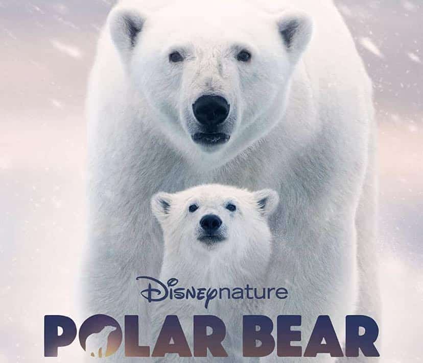 polar-bear-disney-nature