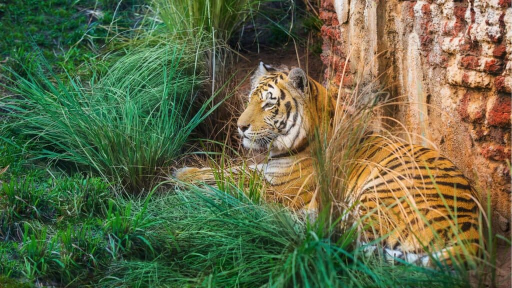 Maharajah-Jungle-Trek 