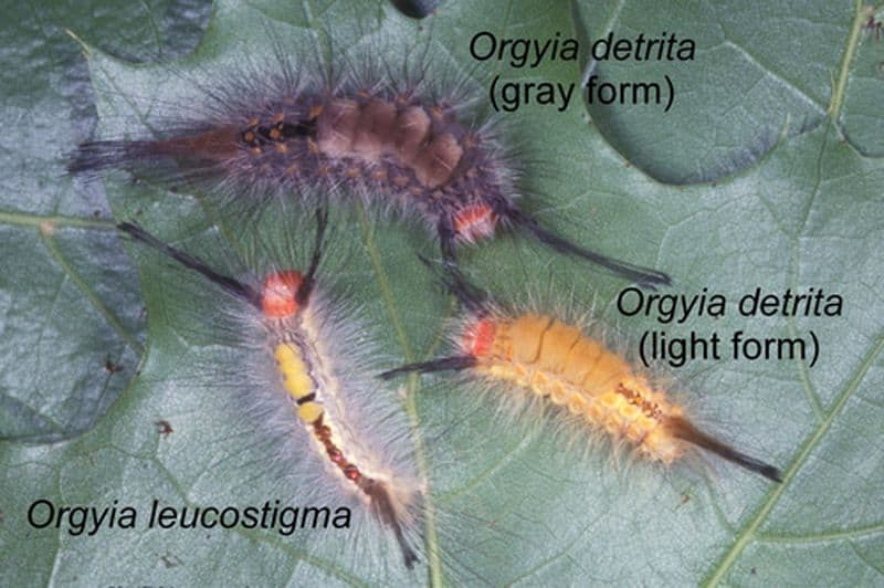 caterpillar-insect-bugs