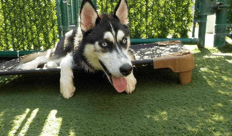 Best Friends Pet Care