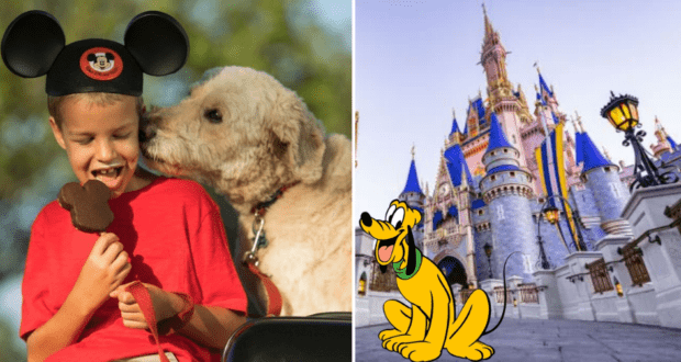 Pet-Friendly Walt Disney World