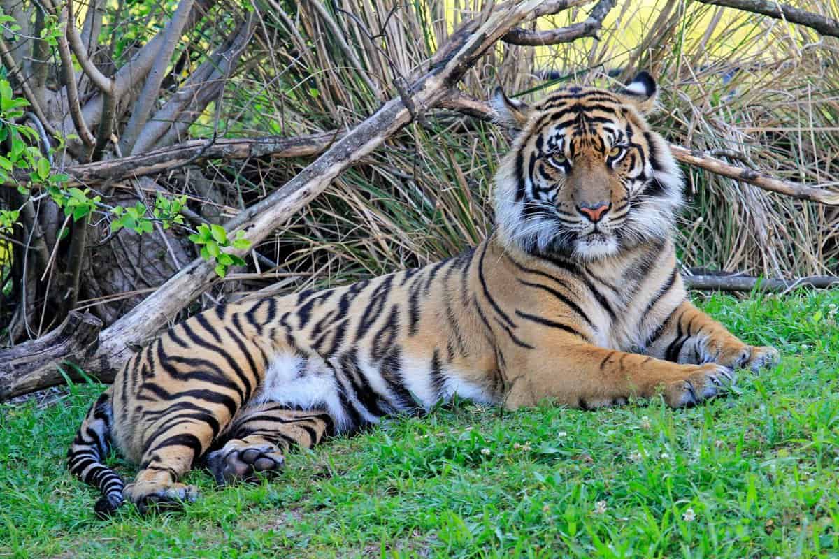 Sohni, Sumatran Tiger