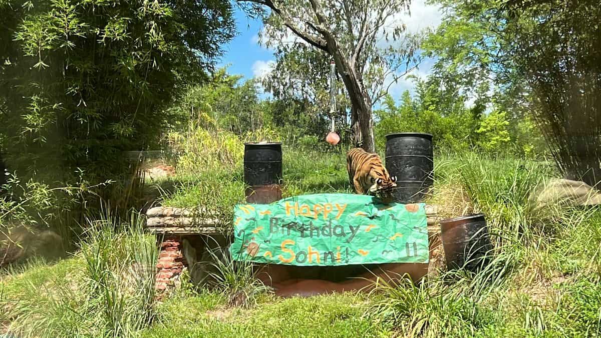 Sohni, Sumatran Tiger at Disney's Animal Kingdom