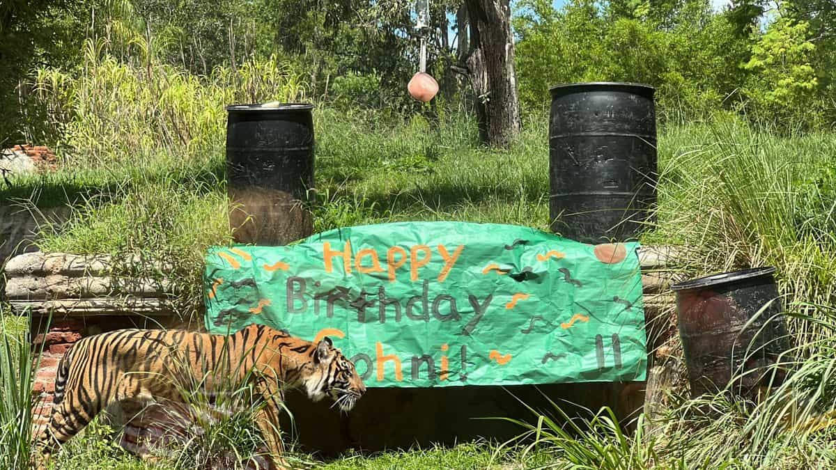 Sohni, Sumatran Tiger at Disney's Animal Kingdom