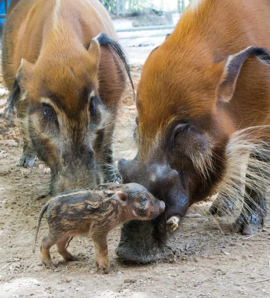 Red River Hog, Disney's Animal Kingdom Lodge