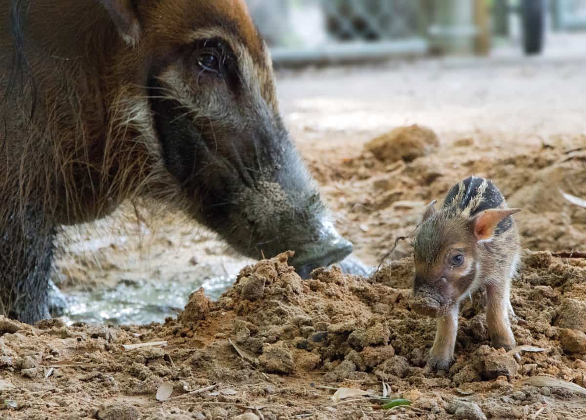 Red River Hog, Disney's Animal Kingdom Lodge