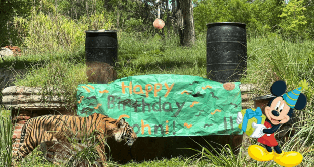 A majestic tiger strolls by a colorful "Happy Birthday John!" banner at Disney’s Animal Kingdom, with Mickey Mouse wearing a festive party hat joining in the celebration nearby.
