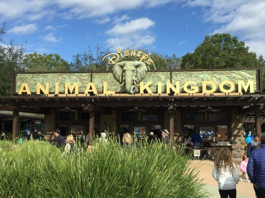 animal kingdom