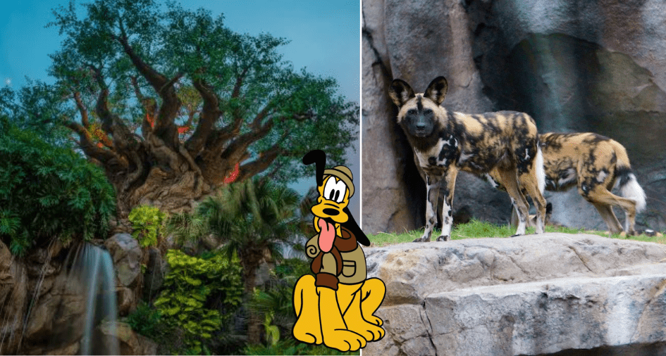 Pluto, outfitted in explorer gear, relaxes beside a shady tree as two African Painted Dogs stand proudly on nearby rocks, all enjoying the adventure and magic of Disney’s Animal Kingdom.