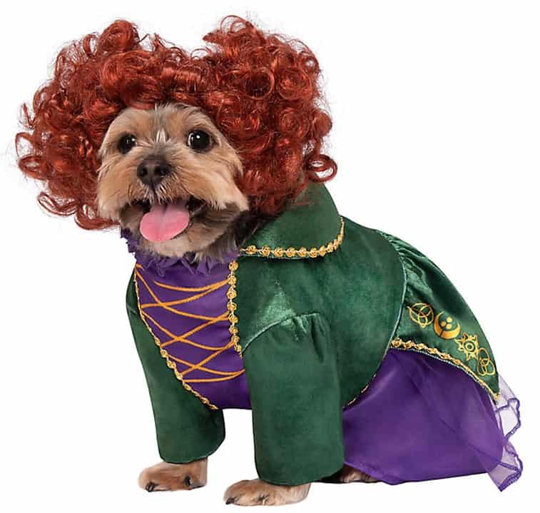 Adorable pup dressed as a Hocus Pocus-inspired witch, complete with a curly red wig and vibrant green and purple costume with gold trim, ready for Halloween fun at Disney's Magic Kingdom.