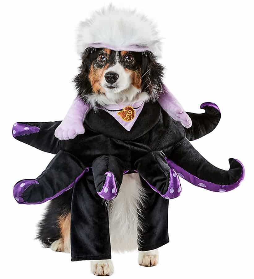 Ursula from The Little Mermaid comes to life as a dog dons her signature black and purple octopus costume, complete with a white wig and yellow shell necklace, ready to charm Disney fans against a clean white backdrop.