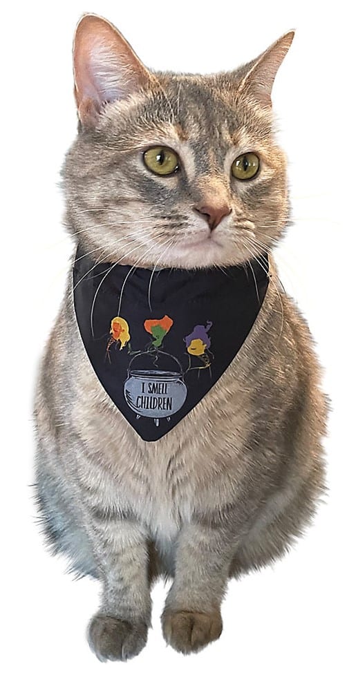 Grey tabby cat rocking a Hocus Pocus-themed black bandana that reads "I Smell Children," complete with cartoon Sanderson sisters—a must-have accessory for fans of Halloween at Disney parks and magical movie nights.